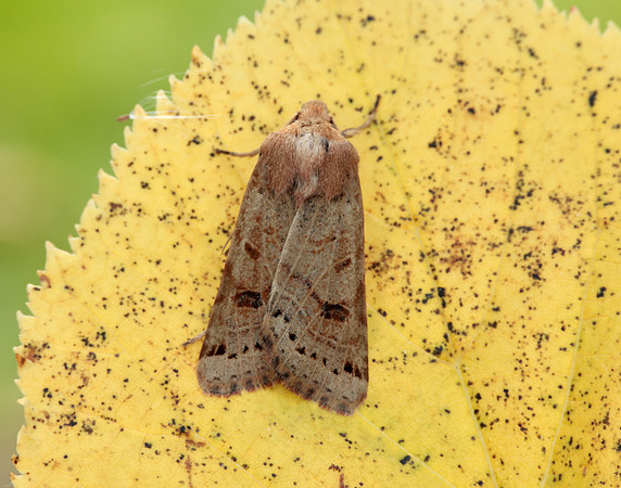 73.193 BF2270 Lunar Underwing Omphaloscelis lunosa