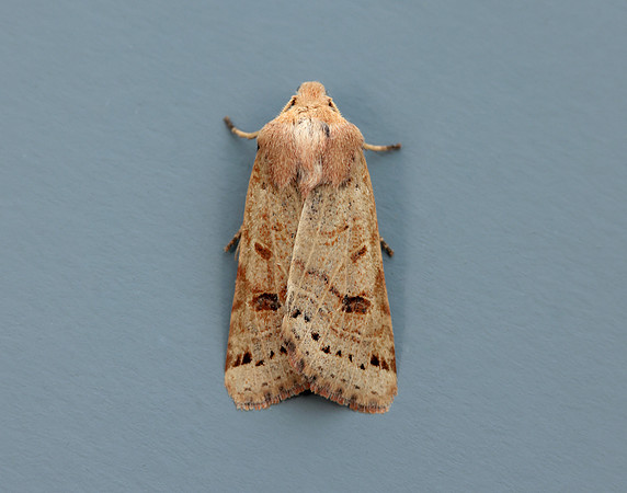 73.193 BF2270 Lunar Underwing Omphaloscelis lunosa