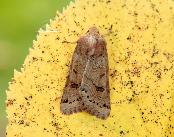 73.193 BF2270 Lunar Underwing Omphaloscelis lunosa