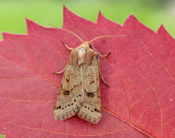 73.193 BF2270 Lunar Underwing Omphaloscelis lunosa