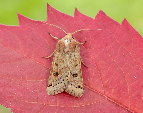 73.193 BF2270 Lunar Underwing Omphaloscelis lunosa