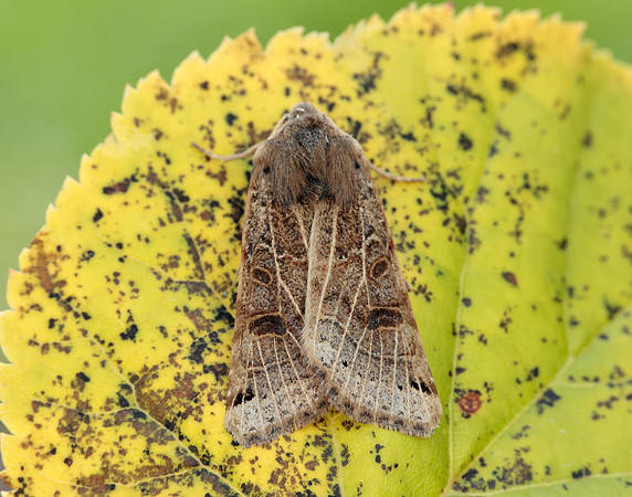 73.193 BF2270 Lunar Underwing Omphaloscelis lunosa