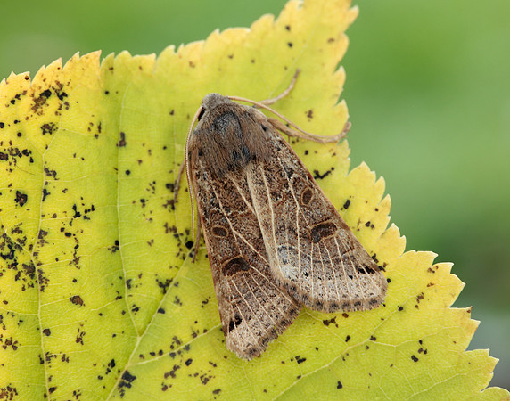 73.193 BF2270 Lunar Underwing Omphaloscelis lunosa