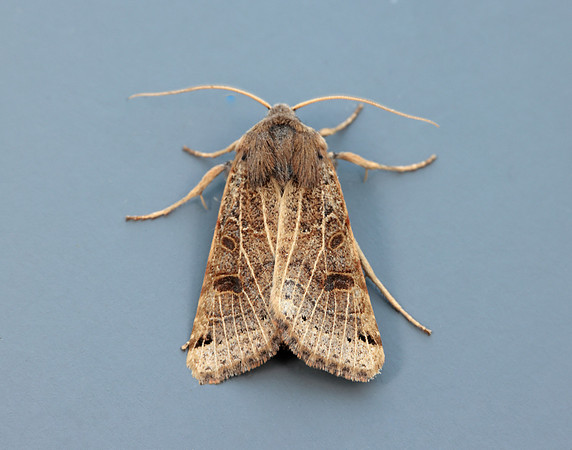 73.193 BF2270 Lunar Underwing Omphaloscelis lunosa