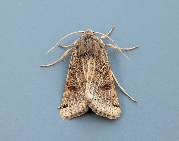 73.193 BF2270 Lunar Underwing Omphaloscelis lunosa