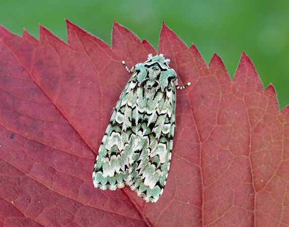 73.224 BF2247 Merveille du Jour Griposia aprilina