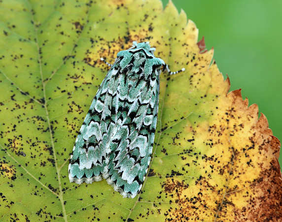 73.224 BF2247 Merveille du Jour Griposia aprilina