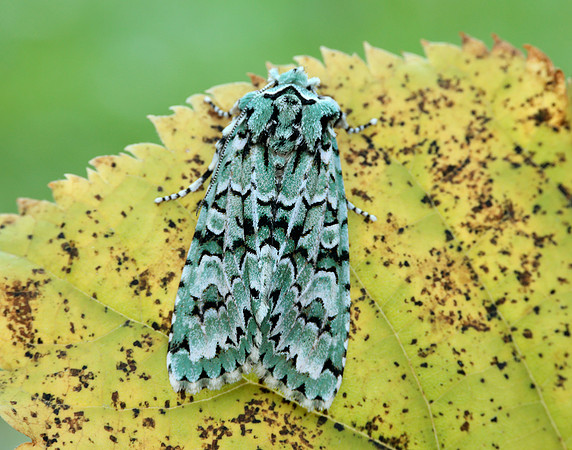 73.224 BF2247 Merveille du Jour Griposia aprilina