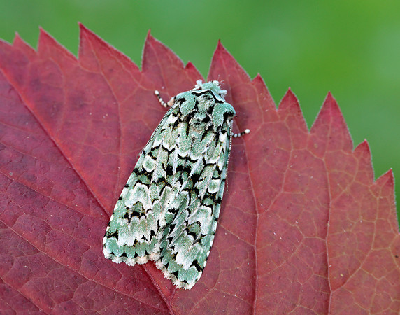 73.224 BF2247 Merveille du Jour Griposia aprilina
