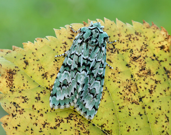 73.224 BF2247 Merveille du Jour Griposia aprilina