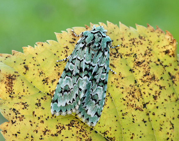 73.224 BF2247 Merveille du Jour Griposia aprilina
