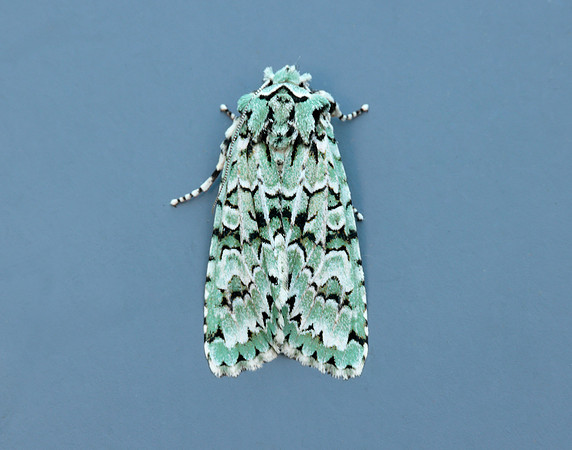 73.224 BF2247 Merveille du Jour Griposia aprilina