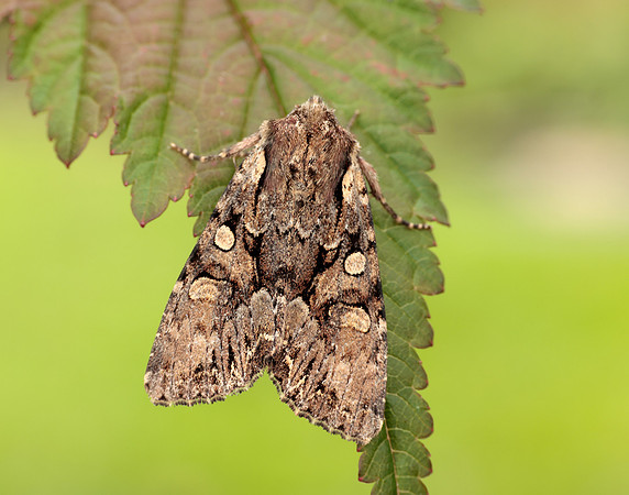 73.264 BF2158 Pale-shouldered Brocade Lacanobia thalassina