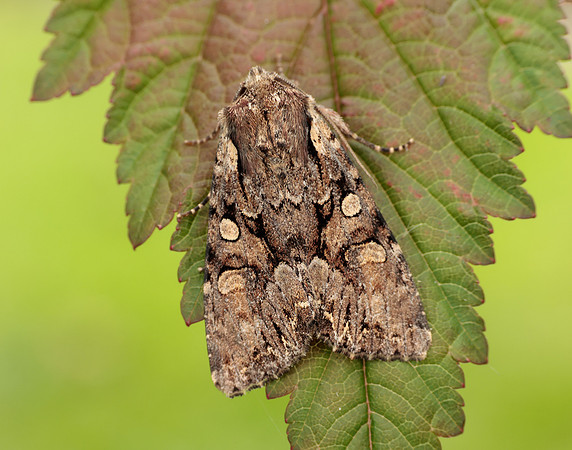 73.264 BF2158 Pale-shouldered Brocade Lacanobia thalassina