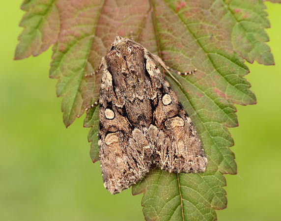 73.264 BF2158 Pale-shouldered Brocade Lacanobia thalassina
