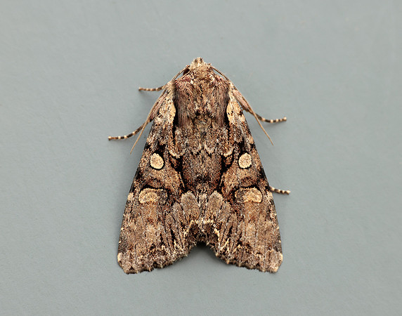 73.264 BF2158 Pale-shouldered Brocade Lacanobia thalassina