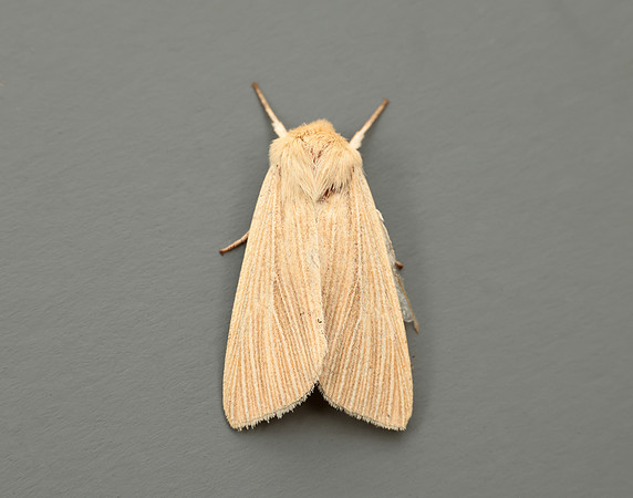 73.291 BF2199 Common Wainscot Mythimna pallens