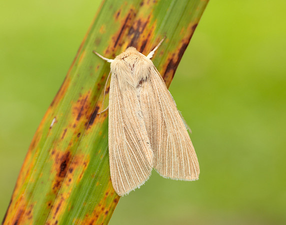73.291 BF2199 Common Wainscot Mythimna pallens