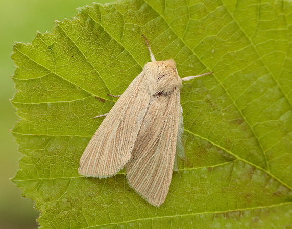 73.291 BF2199 Common Wainscot Mythimna pallens