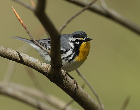 Yellow-throated Warbler  Setophaga dominica