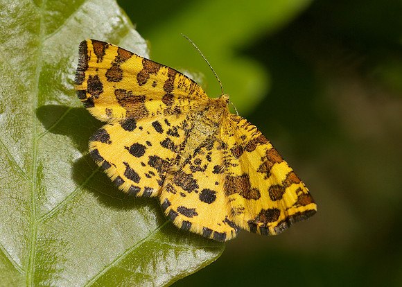 70.229 BF1909 Speckled Yellow Pseudopanthera macularia