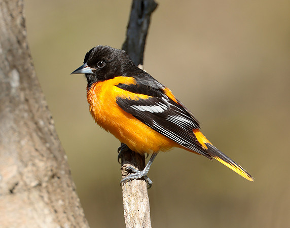 Baltimore Oriole Icterus galbula