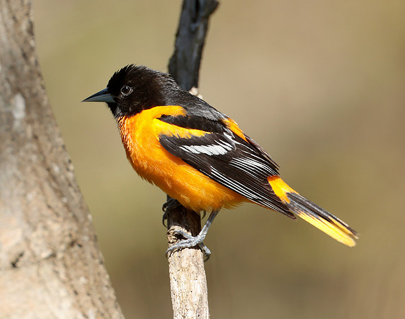 Baltimore Oriole Icterus galbula