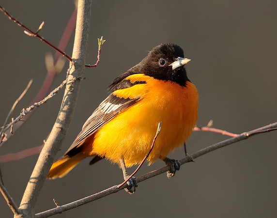 Baltimore Oriole Icterus galbula