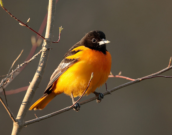 Baltimore Oriole Icterus galbula