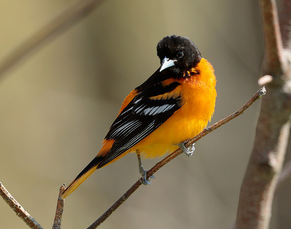 Baltimore Oriole Icterus galbula