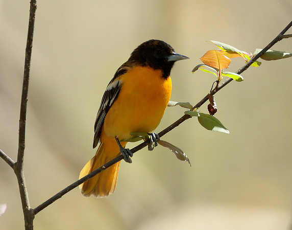 Baltimore Oriole Icterus galbula