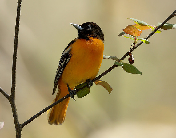 Baltimore Oriole Icterus galbula