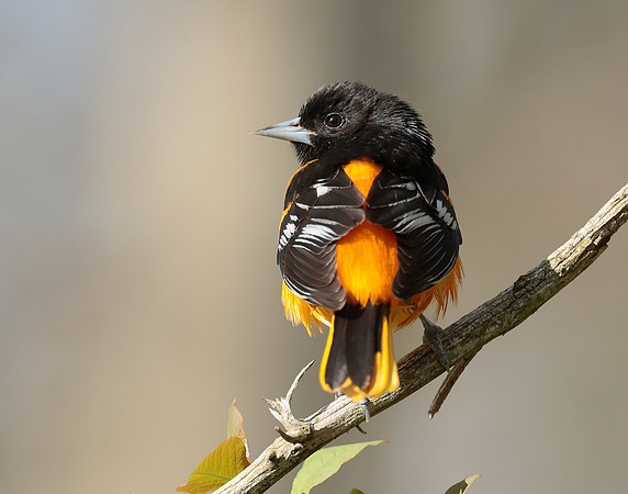 Baltimore Oriole Icterus galbula