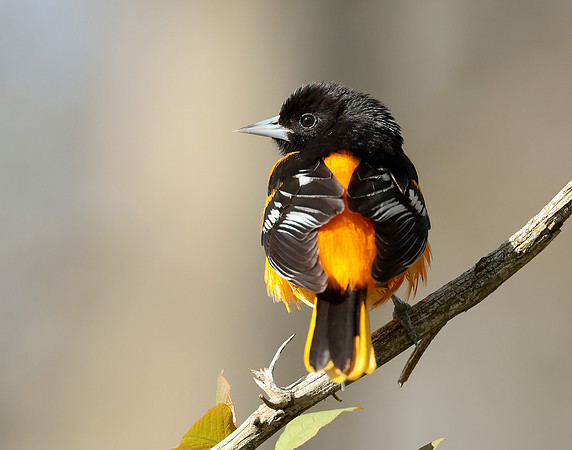 Baltimore Oriole Icterus galbula