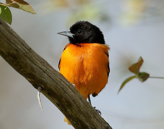 Baltimore Oriole Icterus galbula