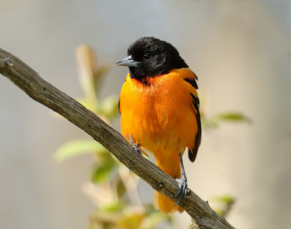 Baltimore Oriole Icterus galbula