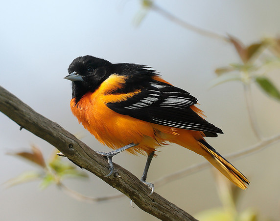 Baltimore Oriole Icterus galbula