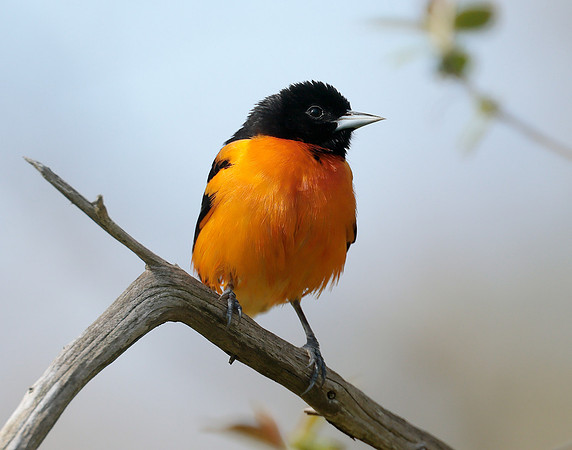 Baltimore Oriole Icterus galbula