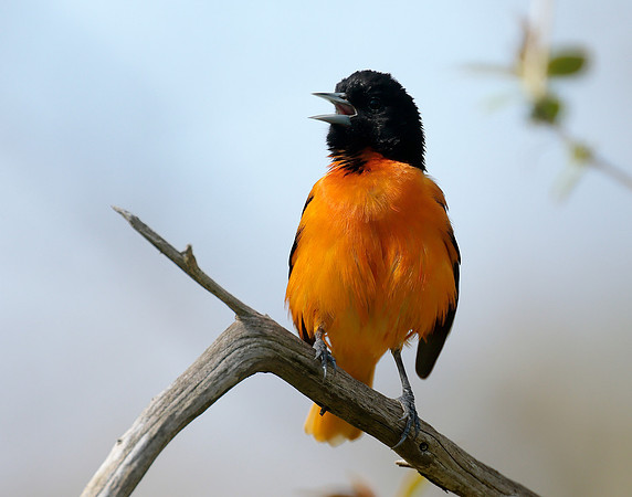 Baltimore Oriole Icterus galbula