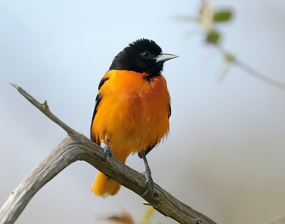 Baltimore Oriole Icterus galbula