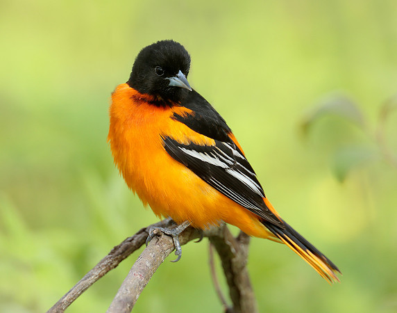 Baltimore Oriole Icterus galbula