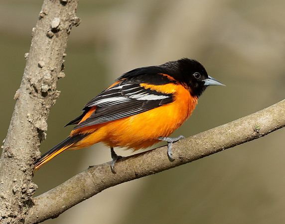 Baltimore Oriole Icterus galbula