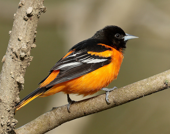 Baltimore Oriole Icterus galbula