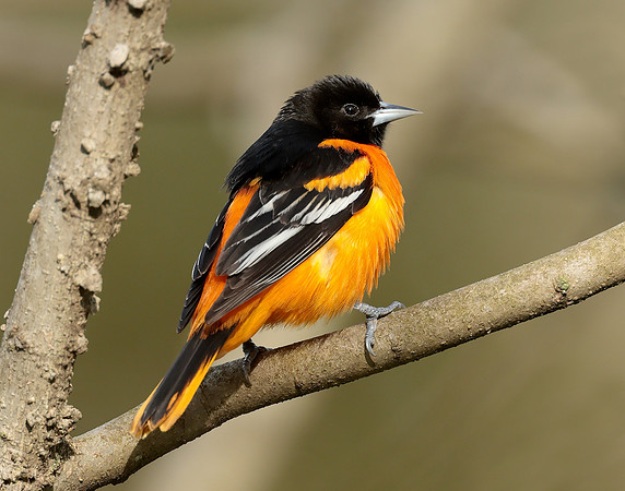 Baltimore Oriole Icterus galbula