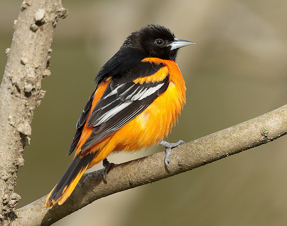 Baltimore Oriole Icterus galbula