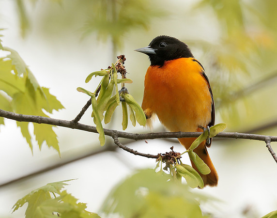 Baltimore Oriole Icterus galbula