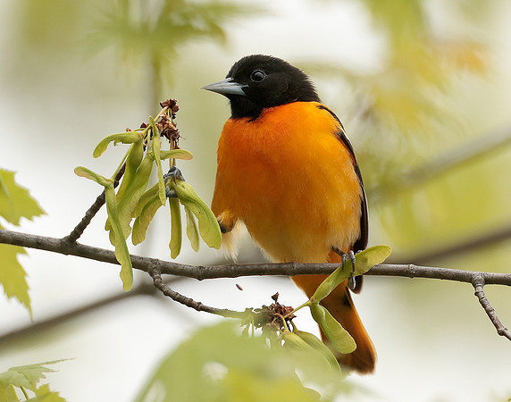 Baltimore Oriole Icterus galbula