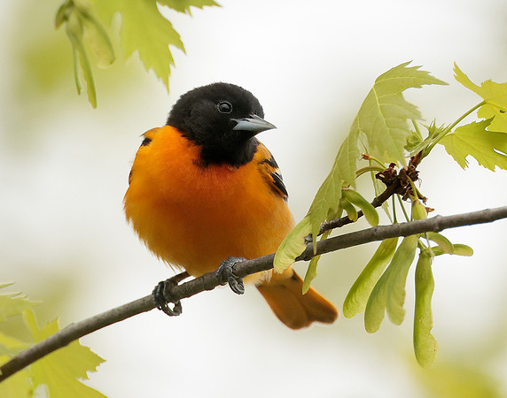 Baltimore Oriole Icterus galbula