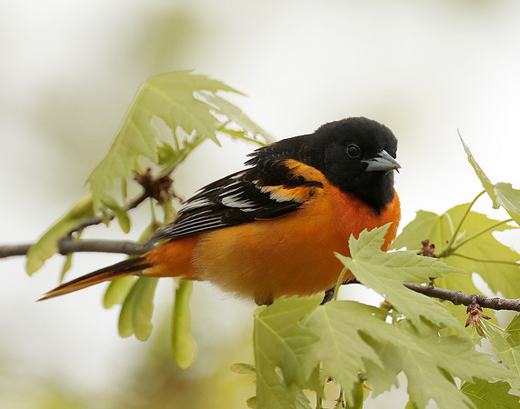 Baltimore Oriole Icterus galbula