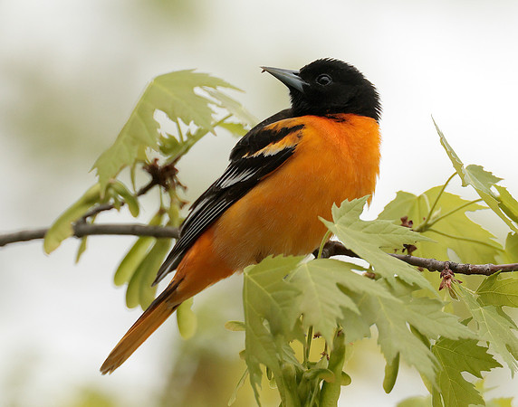 Baltimore Oriole Icterus galbula